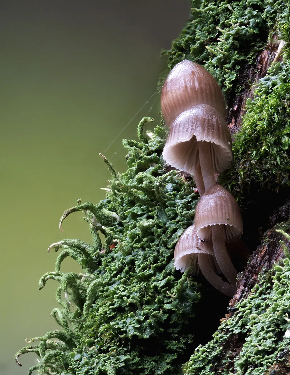 Mycena 2026A 22
