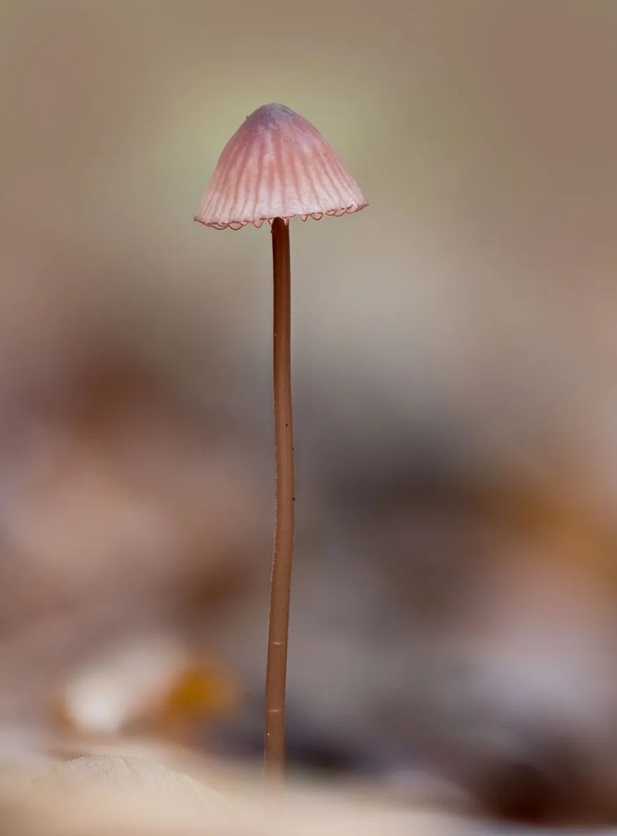 Mycena 2026A 8