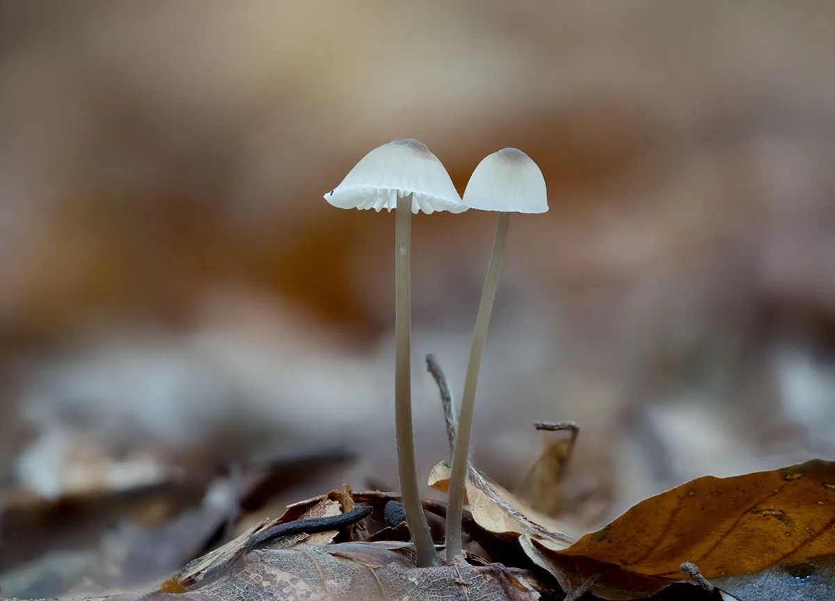 Mycena 2026A 9