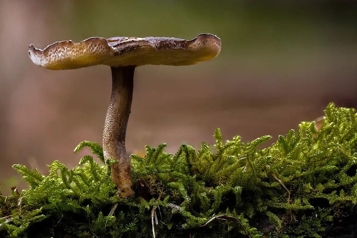 Winter Polypore 2018A 12