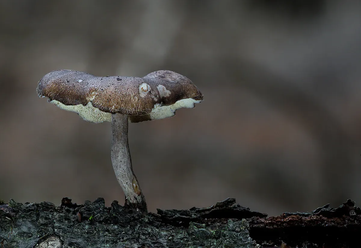 Winter Polypore 2018A 15