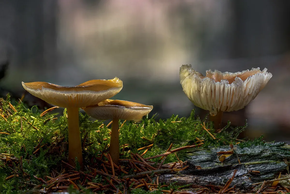 Winter Polypore 2018A 16
