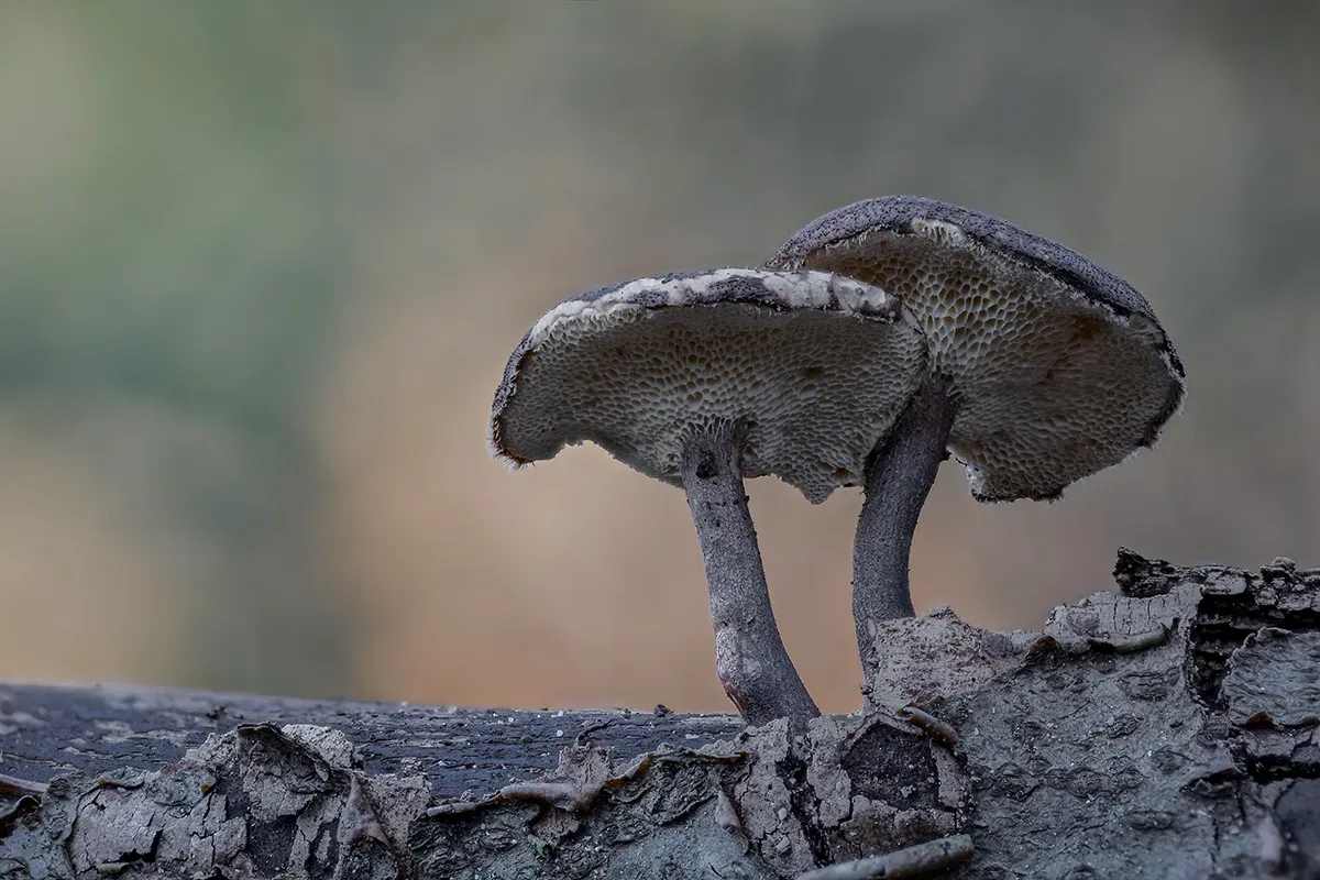 Winter Polypore 2018A 17