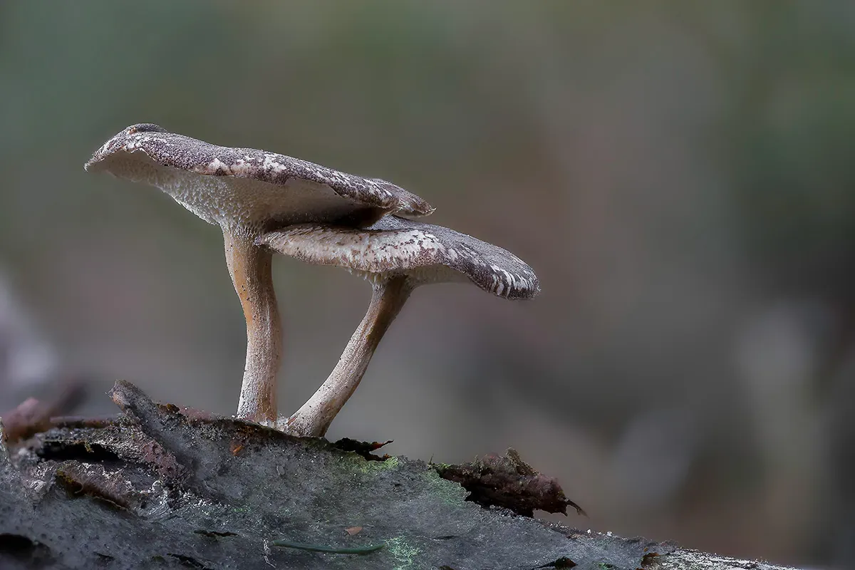 Winter Polypore 2018A 18