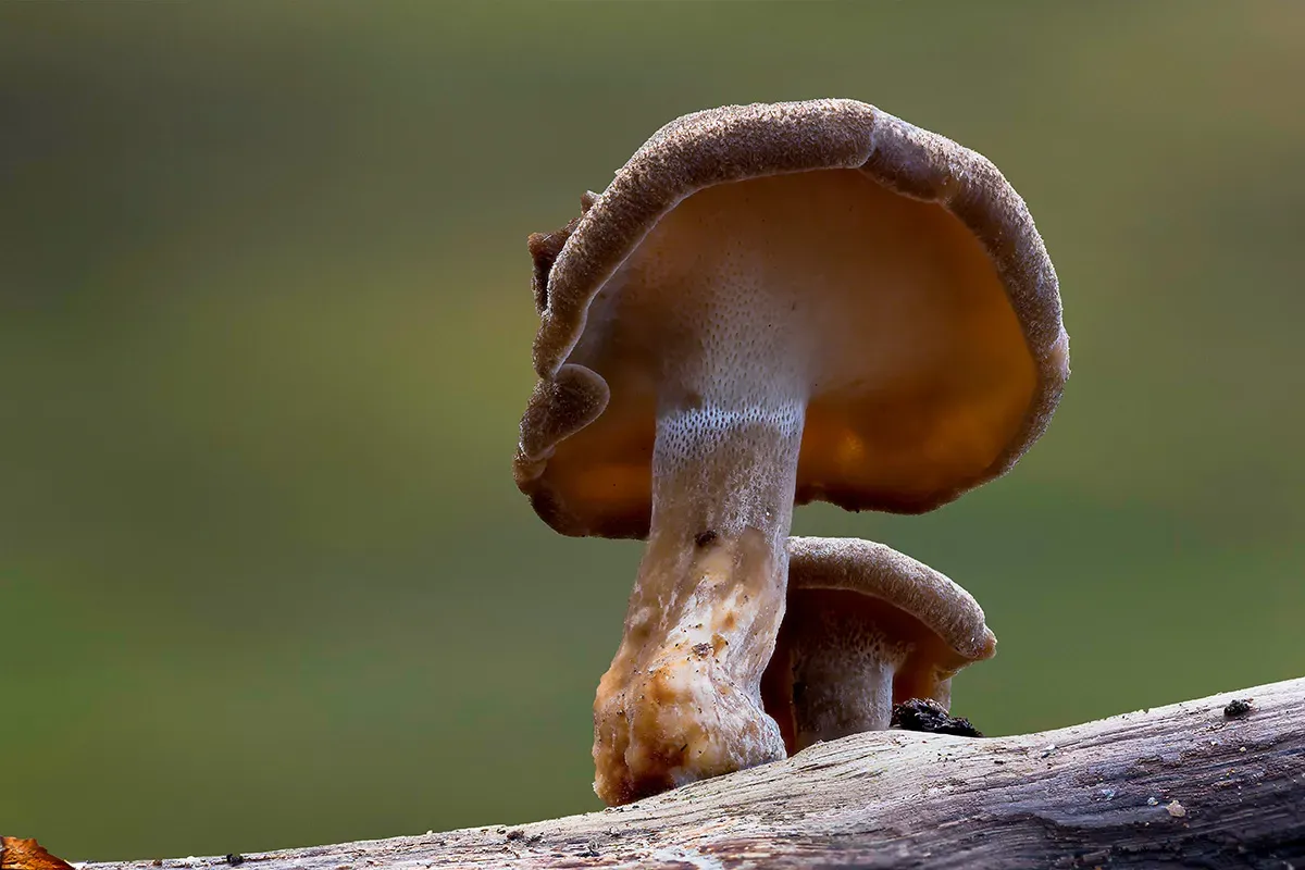 Winter Polypore 2018A 21