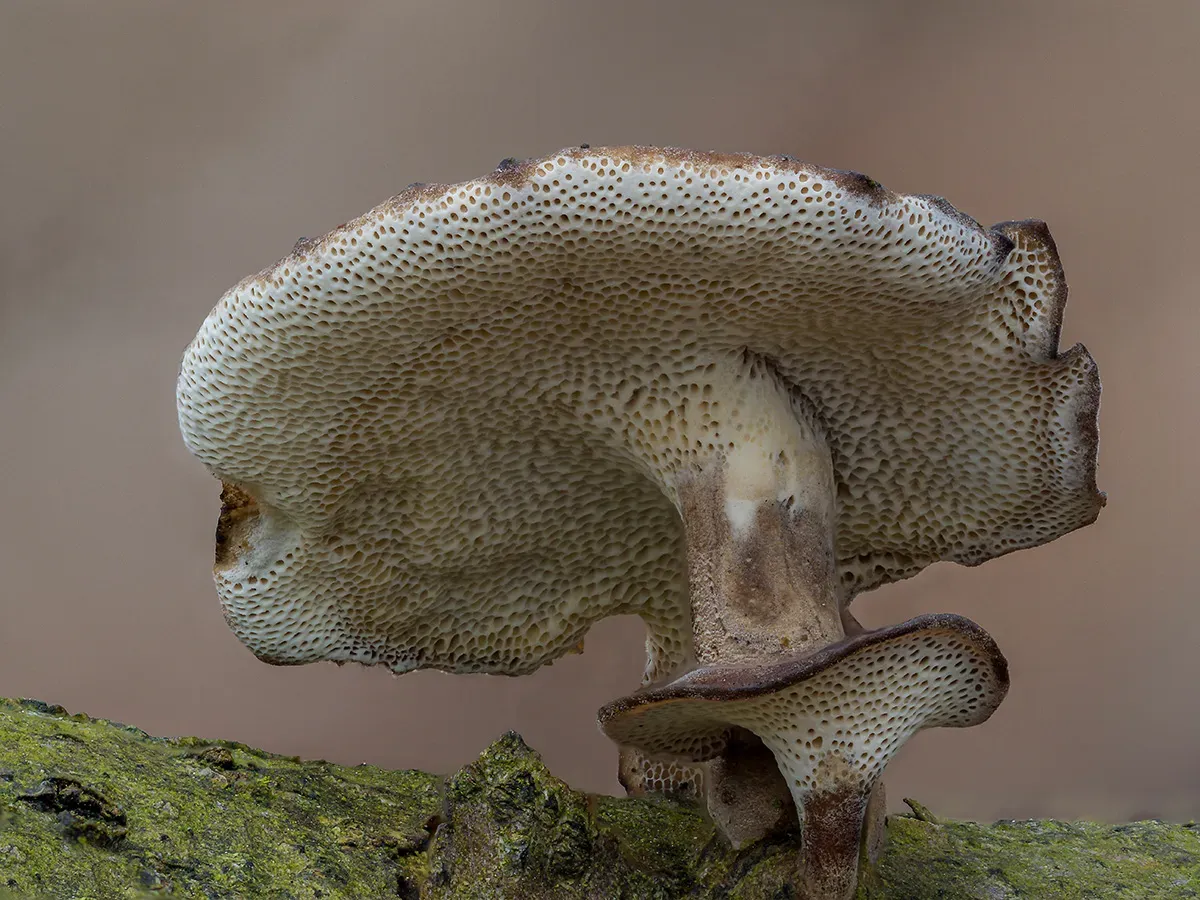 Winter Polypore 2018A 22