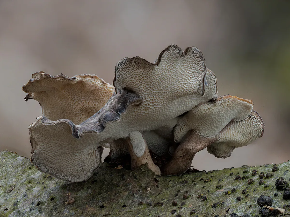Winter Polypore 2018A 26