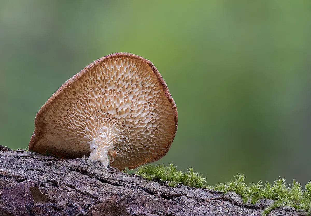 Winter Polypore 2018A 27