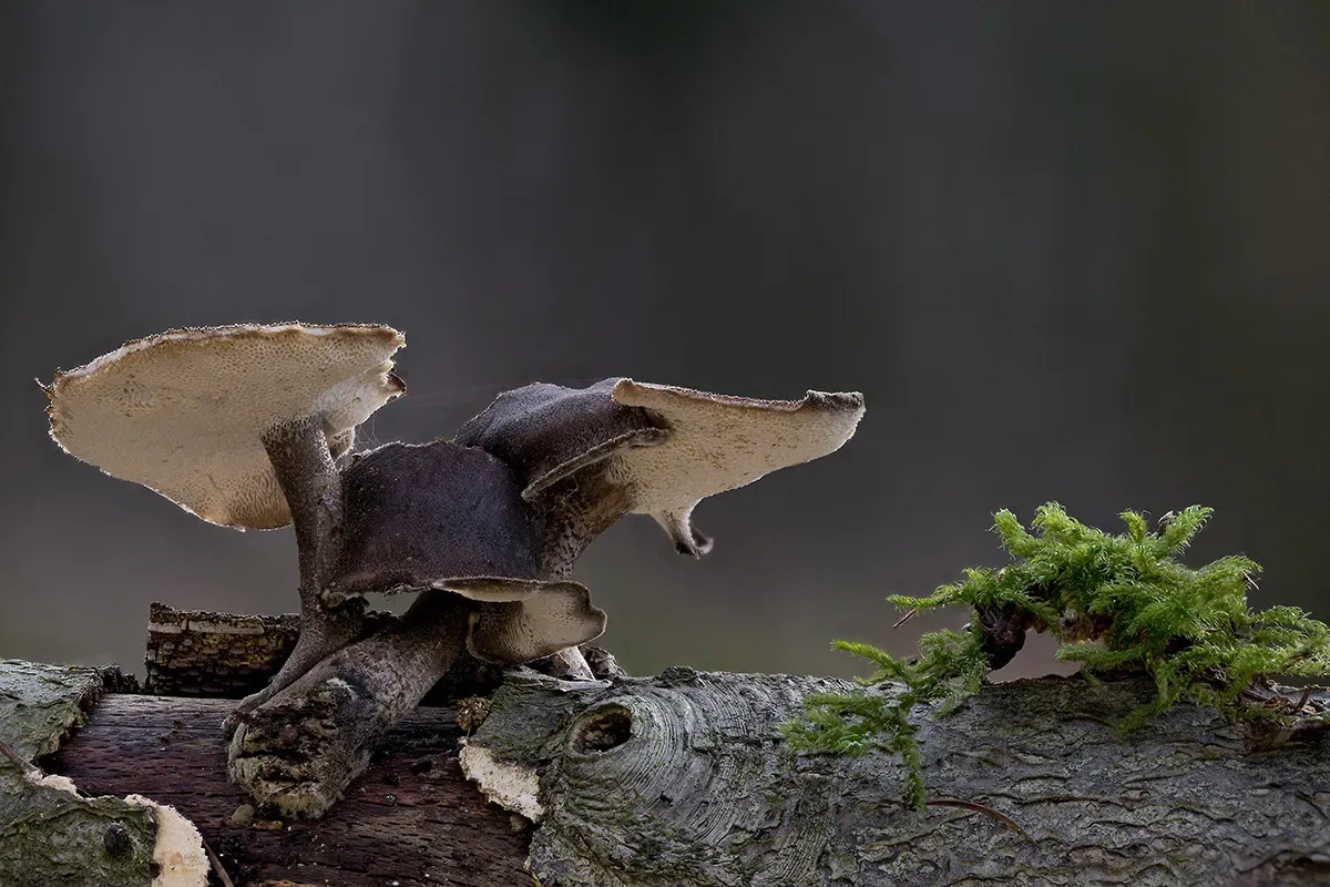 Winter Polypore 2018A 29