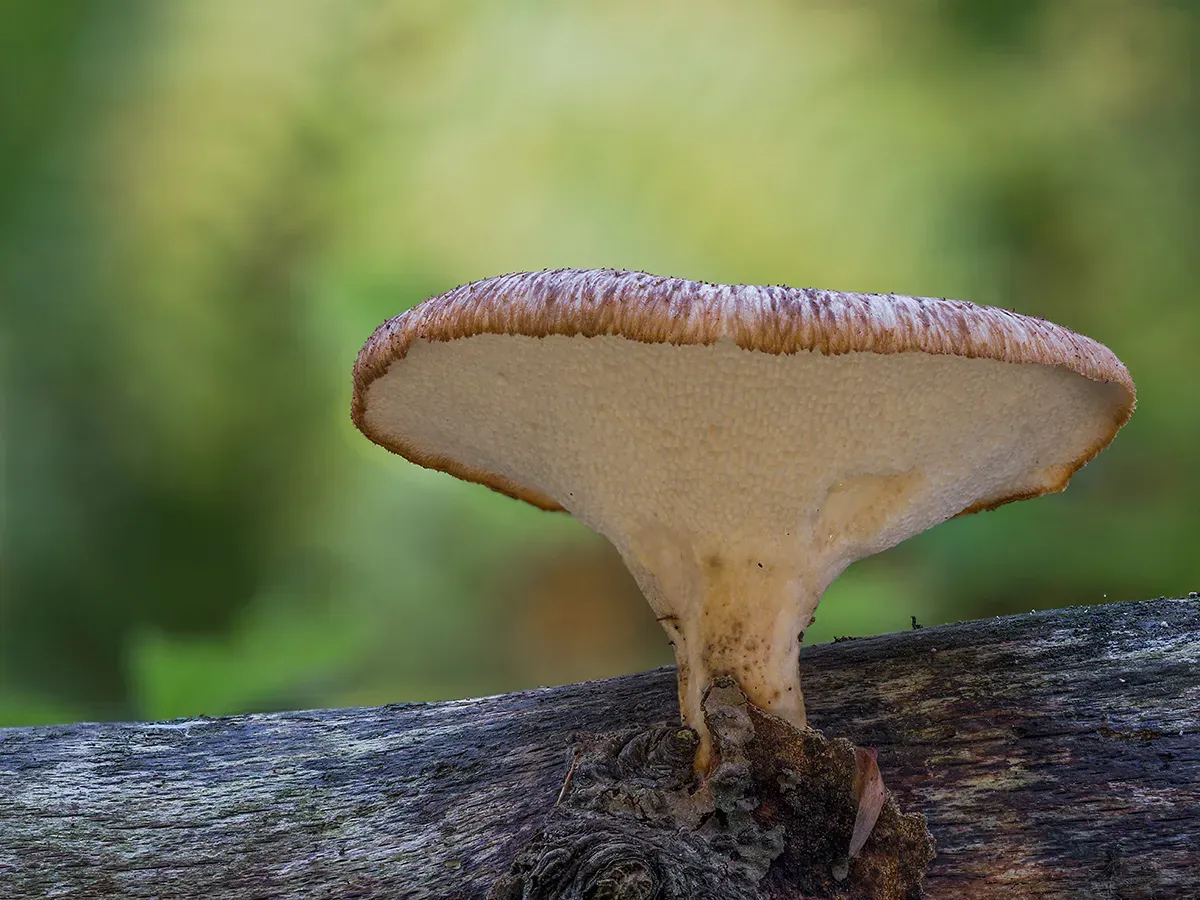 Winter Polypore 2018A 31