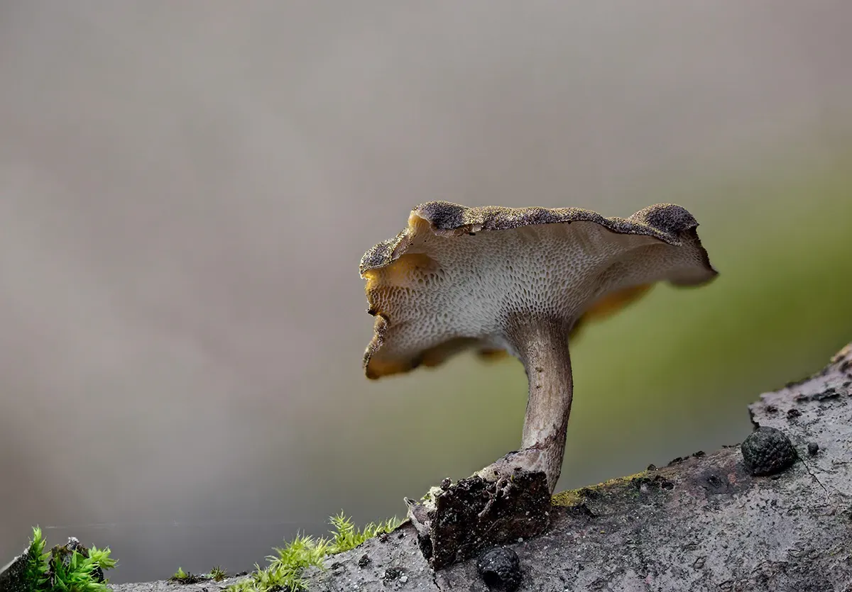 Winter Polypore 2018A 4