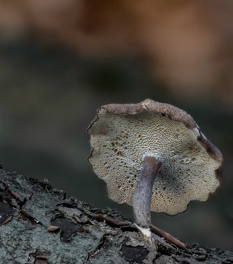 Winter Polypore 2018A 6