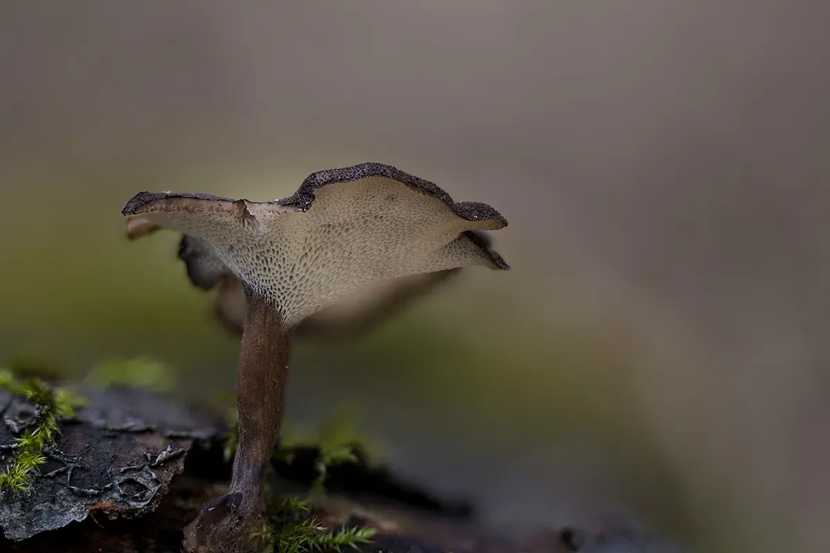 Winter Polypore 2018B 1