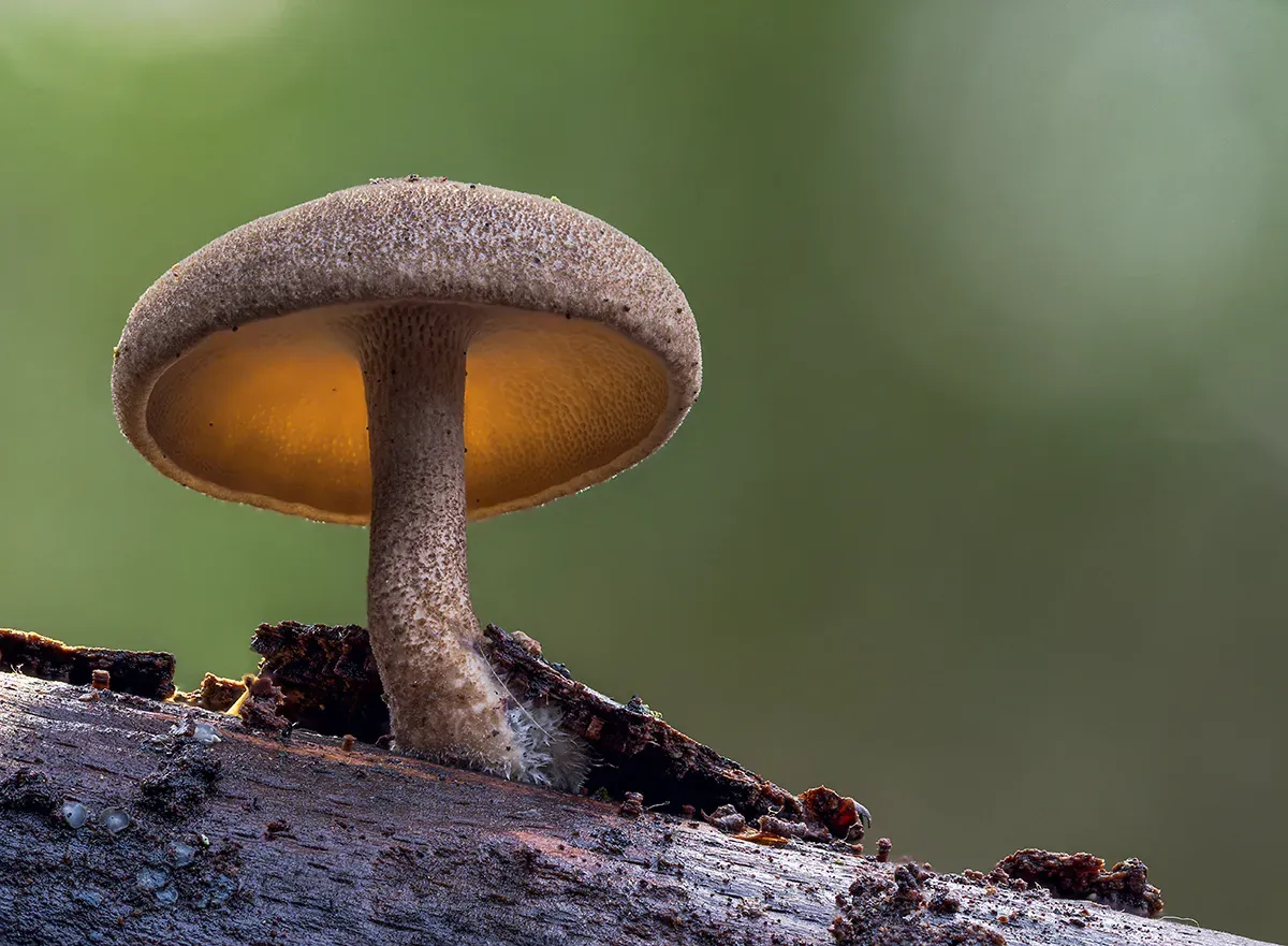 Winter Polypore 2018B 10