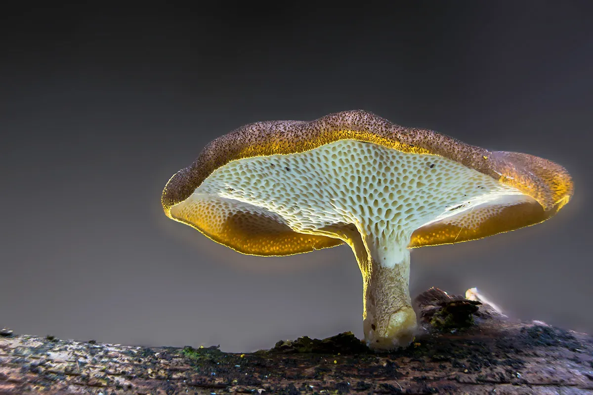 Winter Polypore 2018B 13