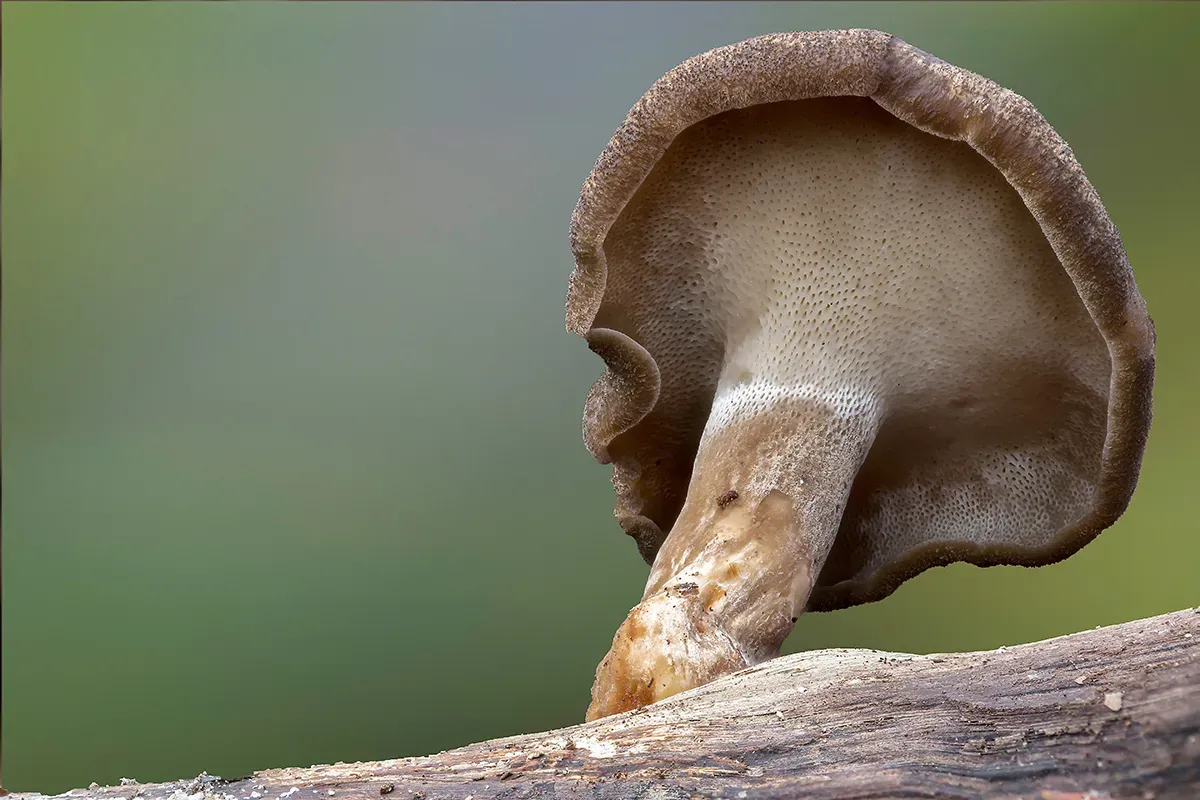 Winter Polypore 2018B 19