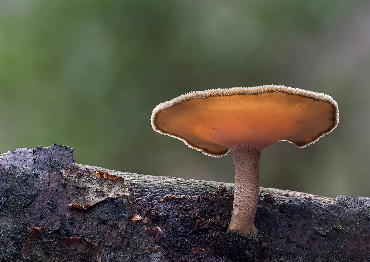 Winter Polypore 2018B 2