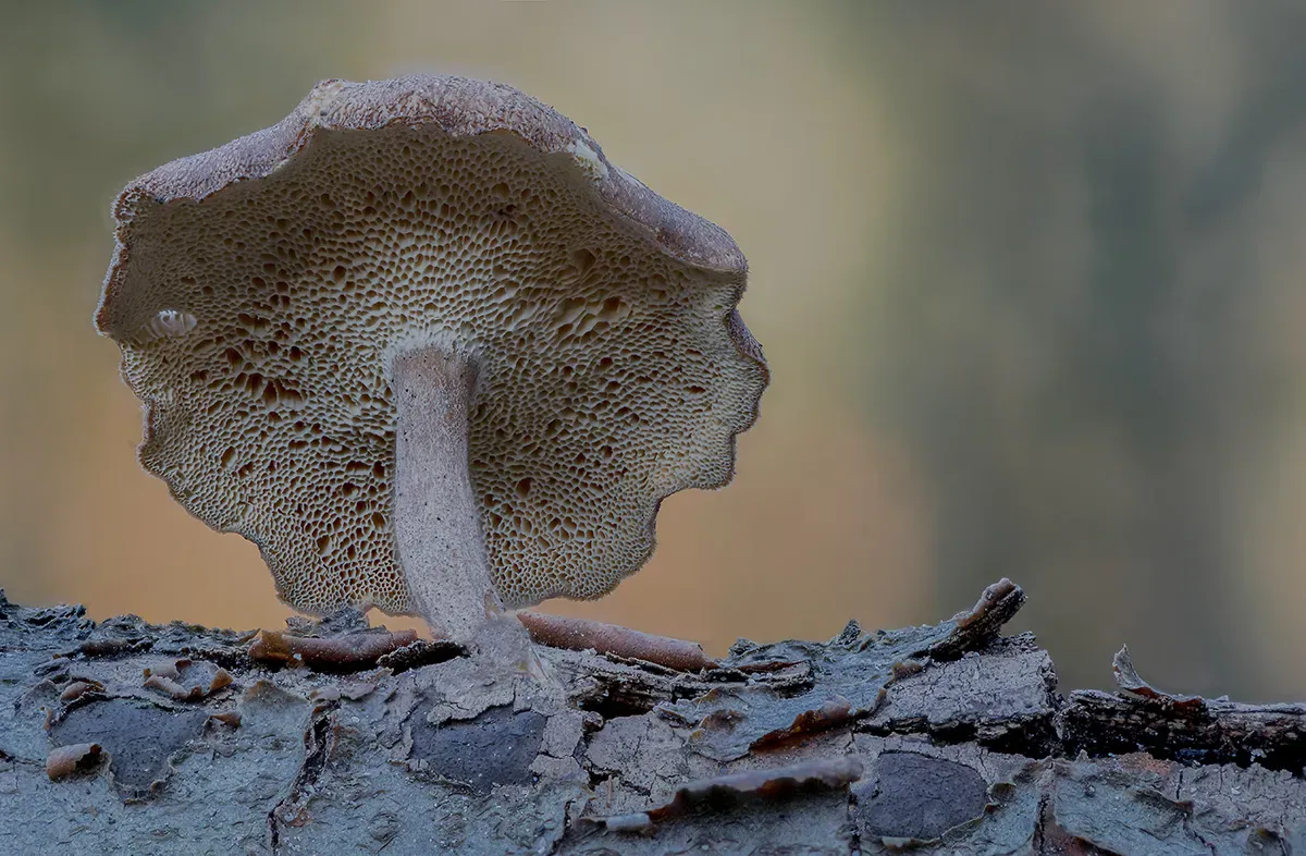 Winter Polypore 2018B 20