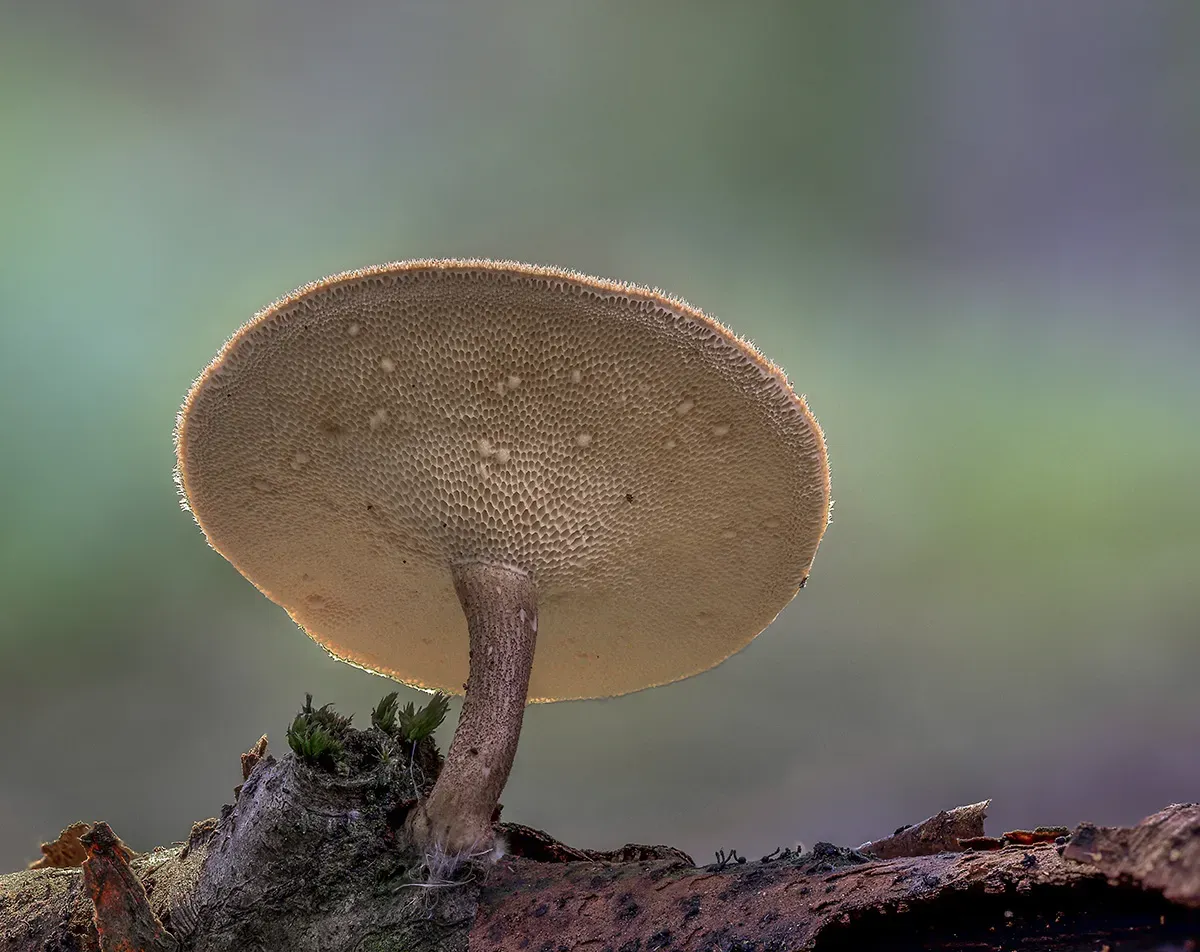 Winter Polypore 2018B 23
