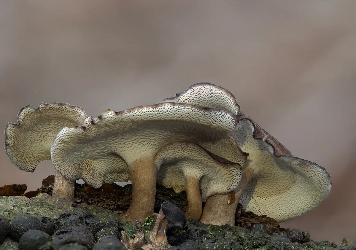 Winter Polypore 2018B 24