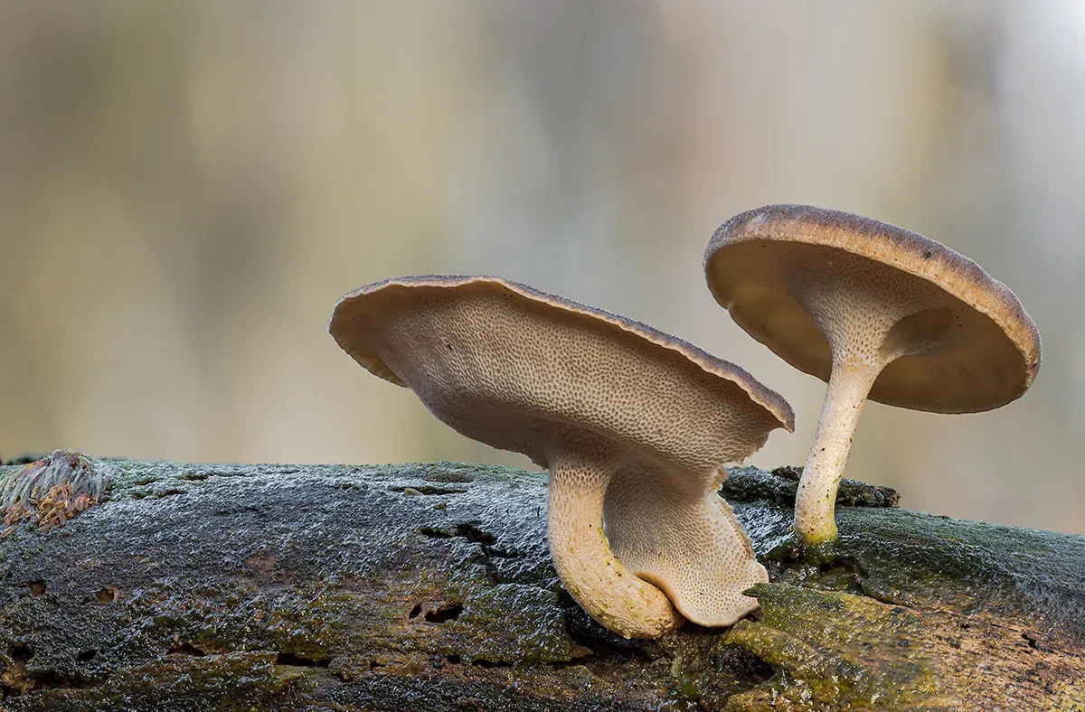 Winter Polypore 2018B 28