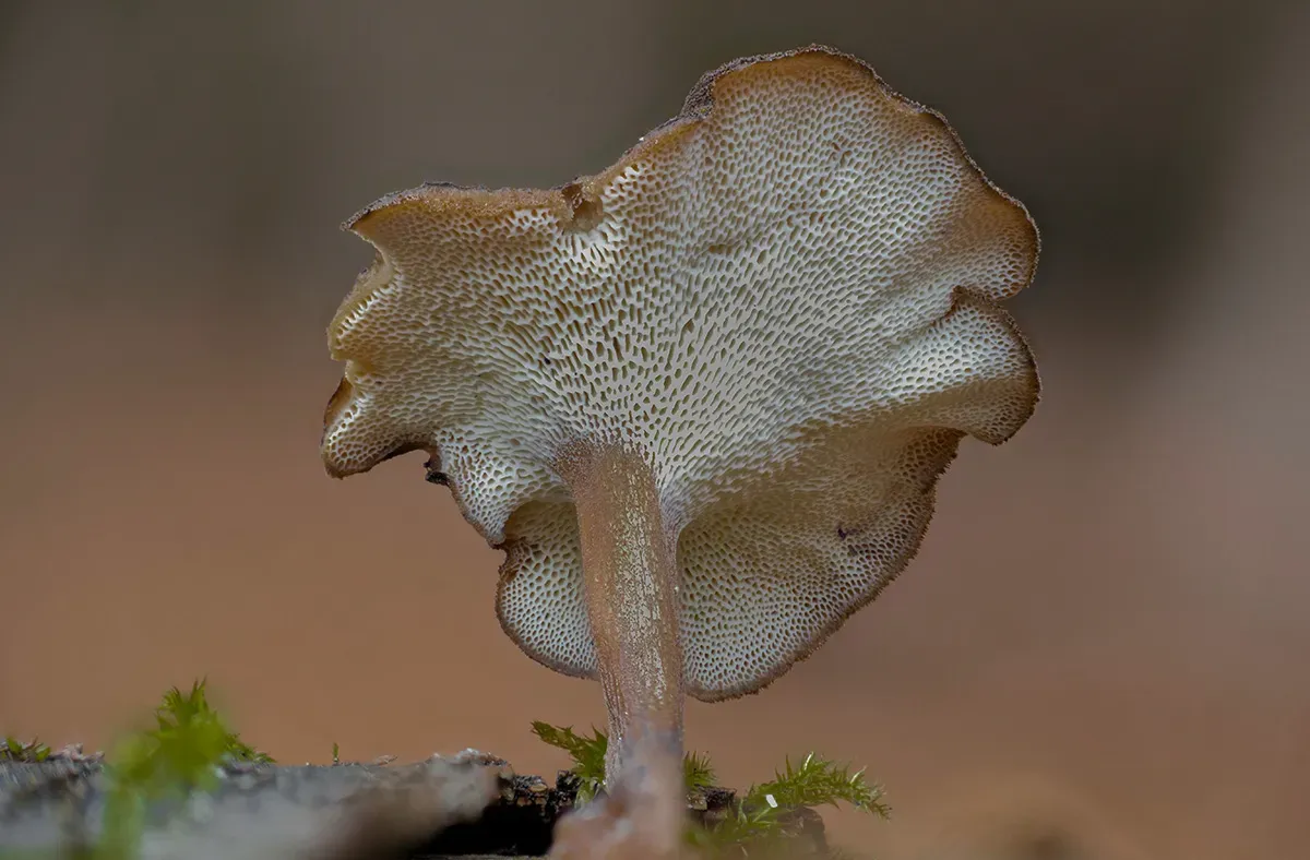 Winter Polypore 2018B 3