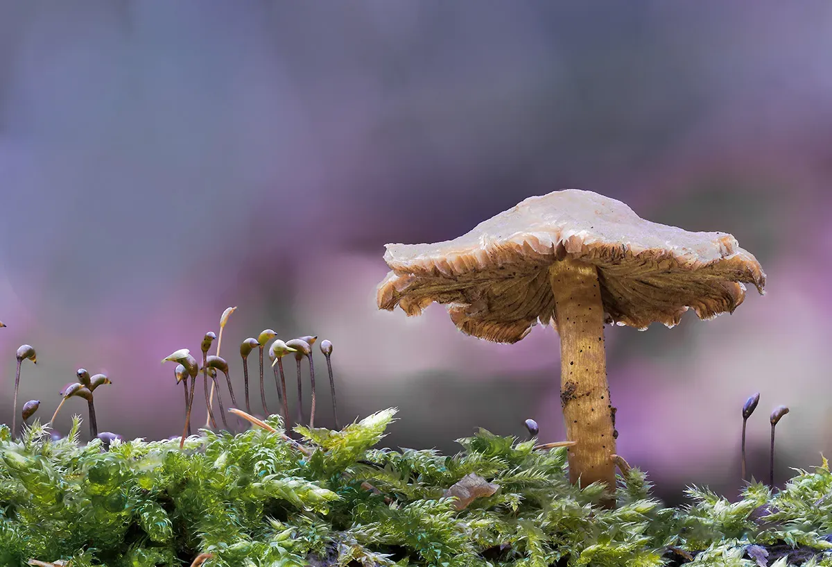 Winter Polypore 2018B 30
