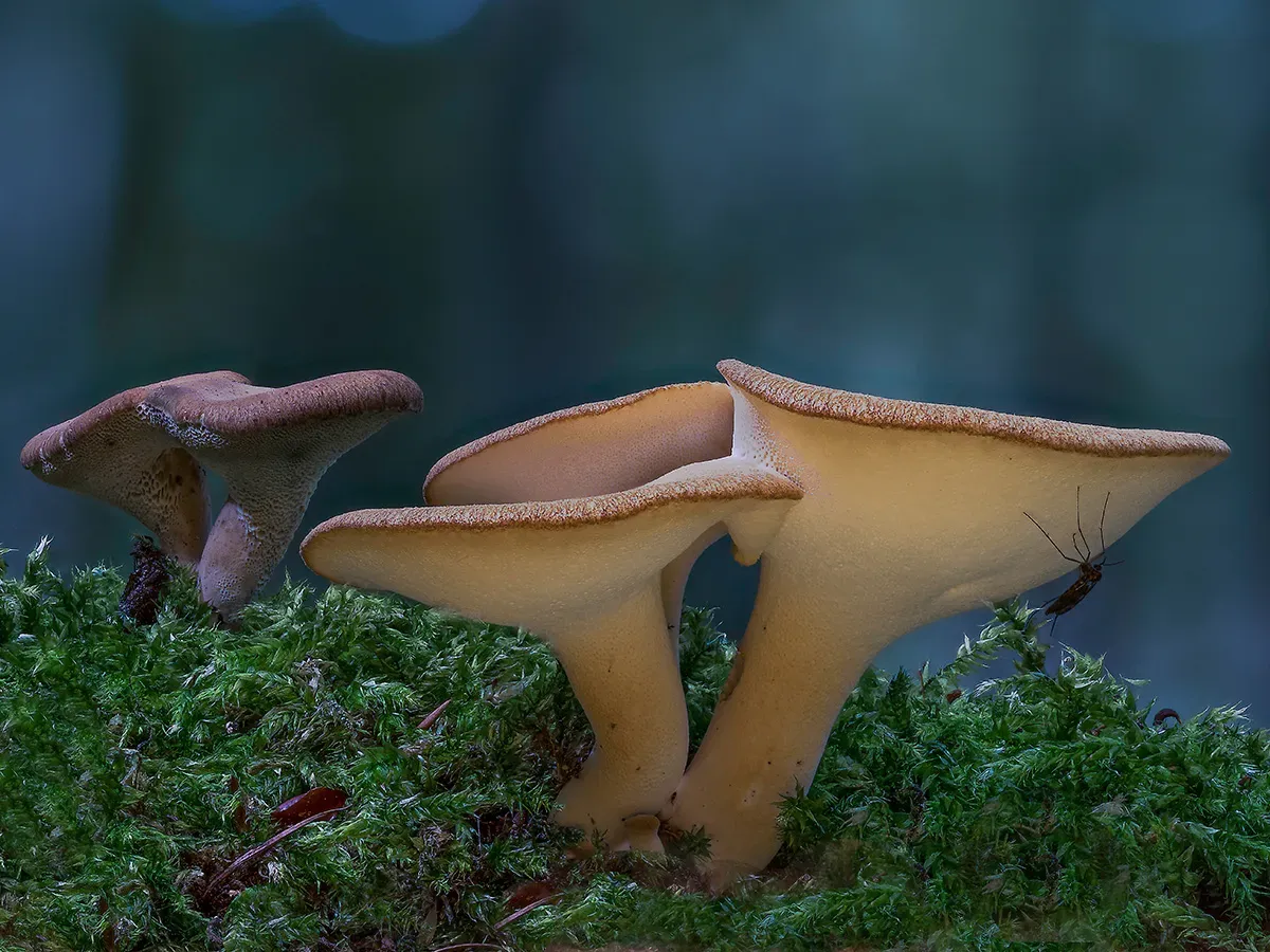 Winter Polypore 2018B 7