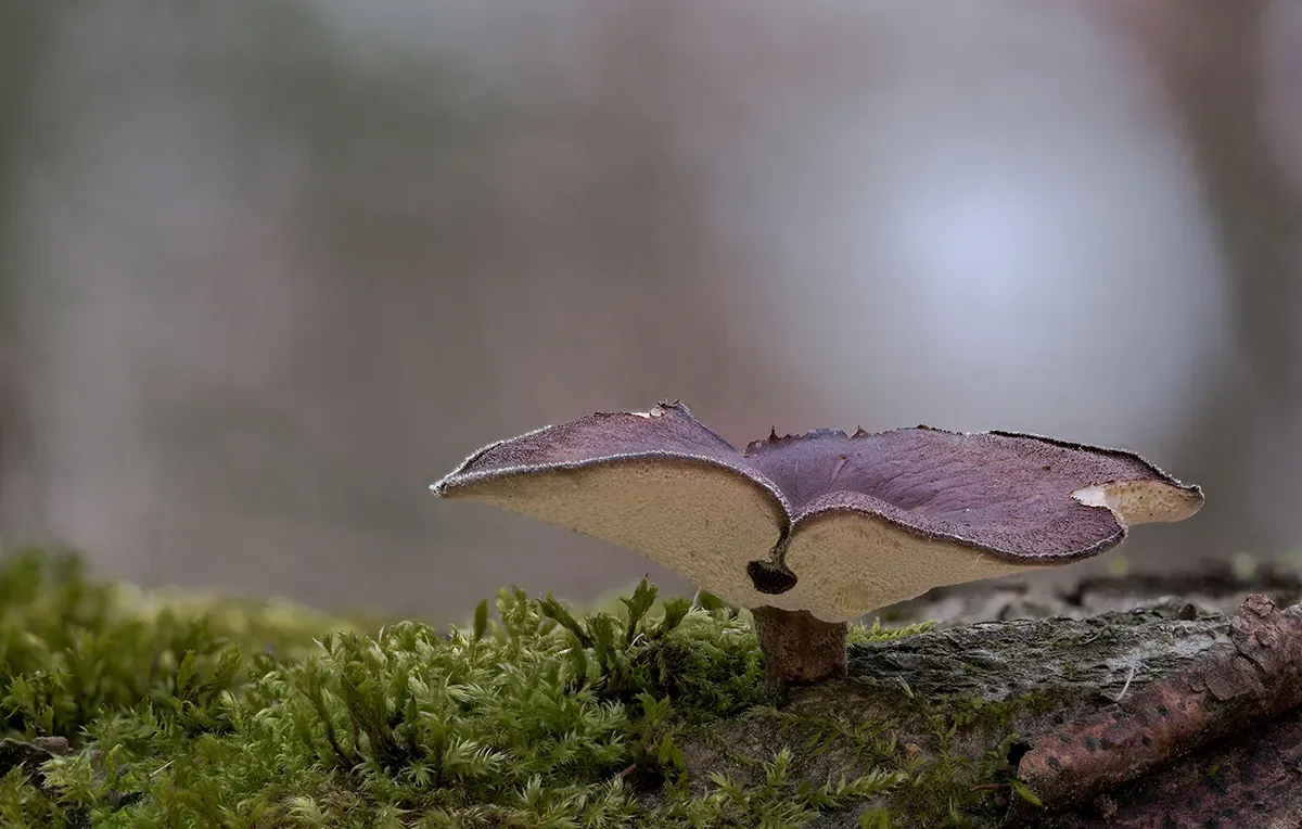 Winter Polypore 2018B 8