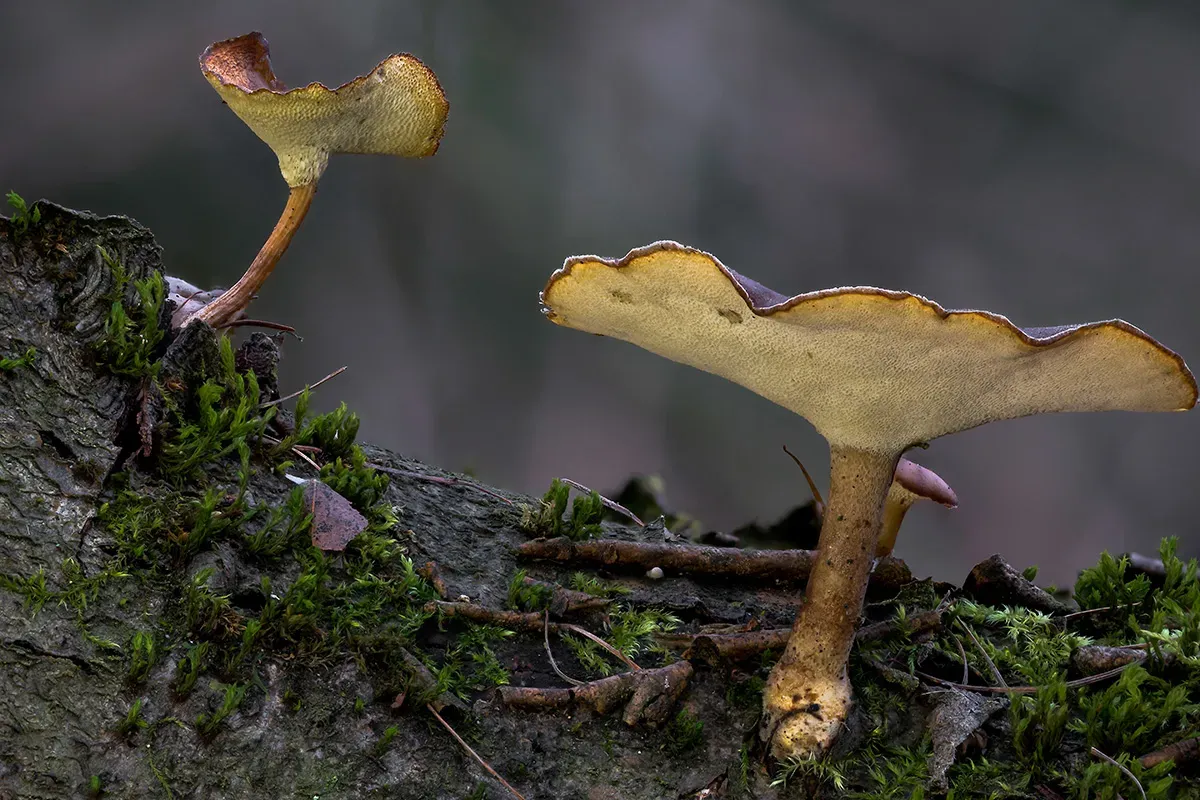 Winter Polypore 2018B 9