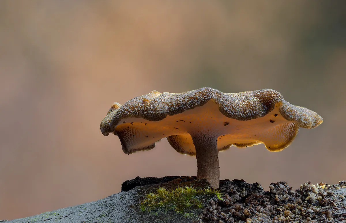 Winter Polypore 2019 1