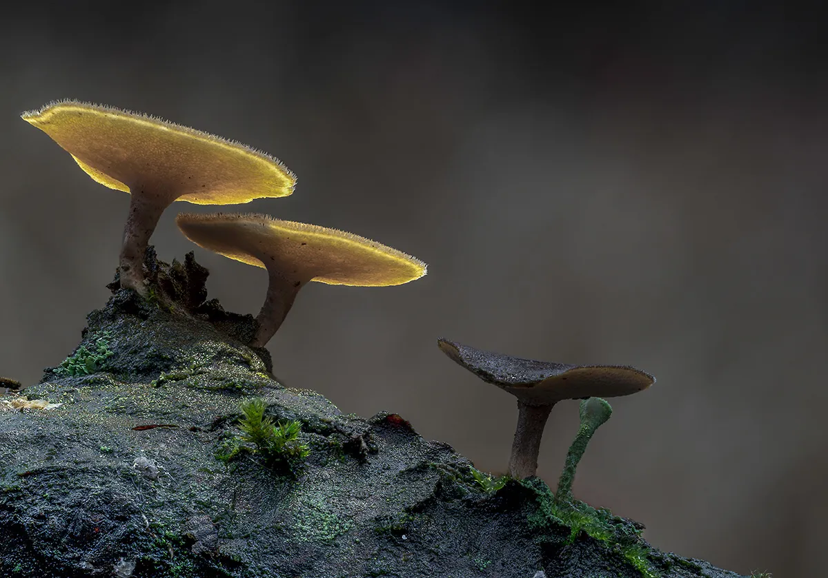 Winter Polypore 2019 10