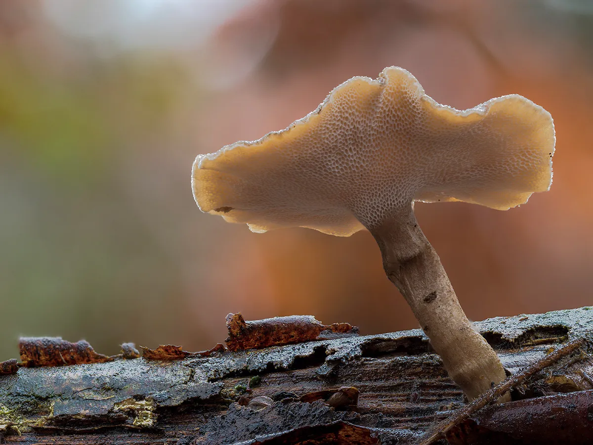Winter Polypore 2019 12