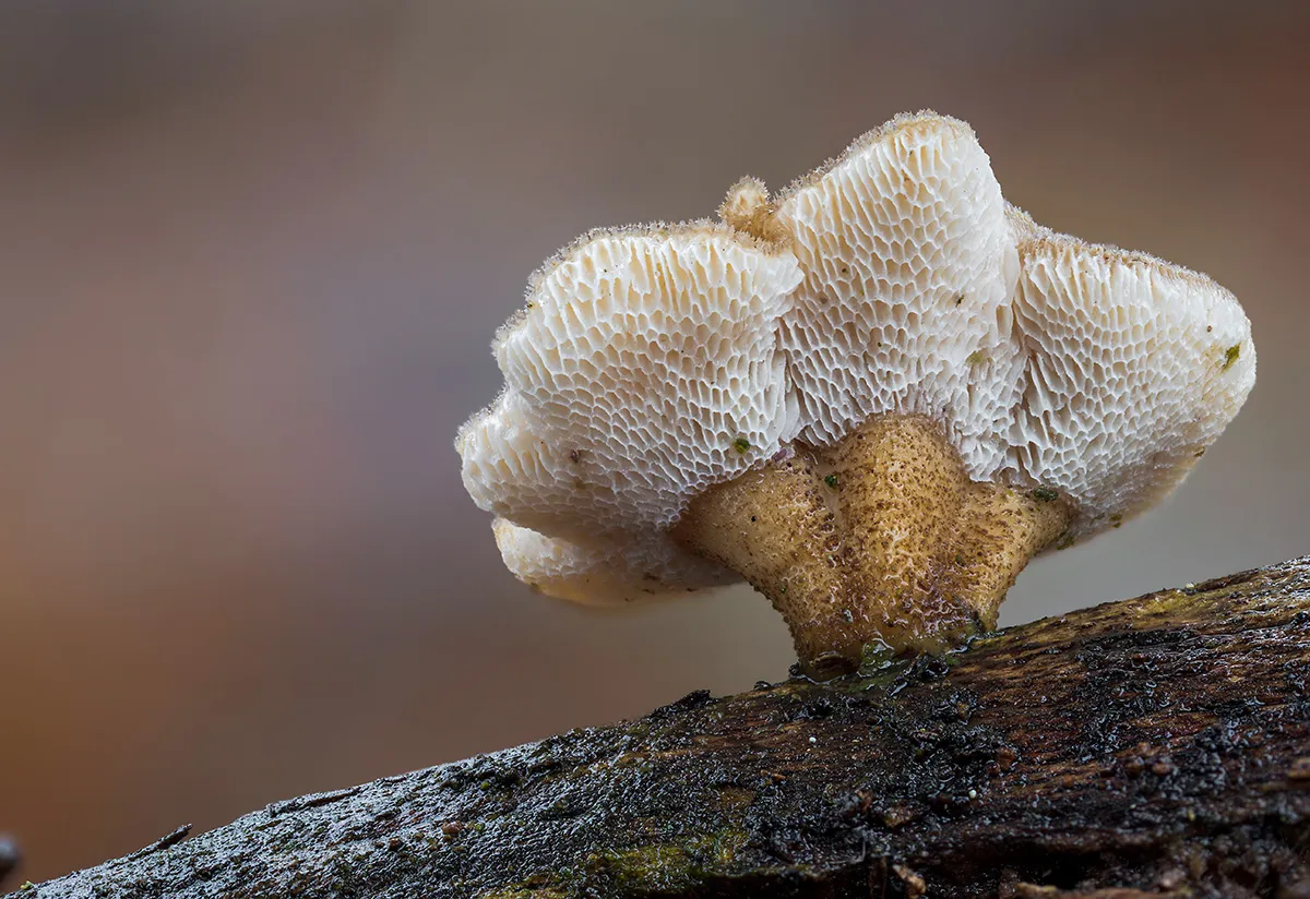 Winter Polypore 2019 14