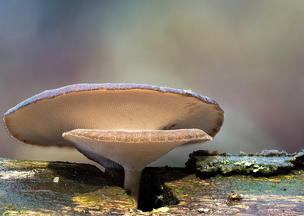 Winter Polypore 2019 15