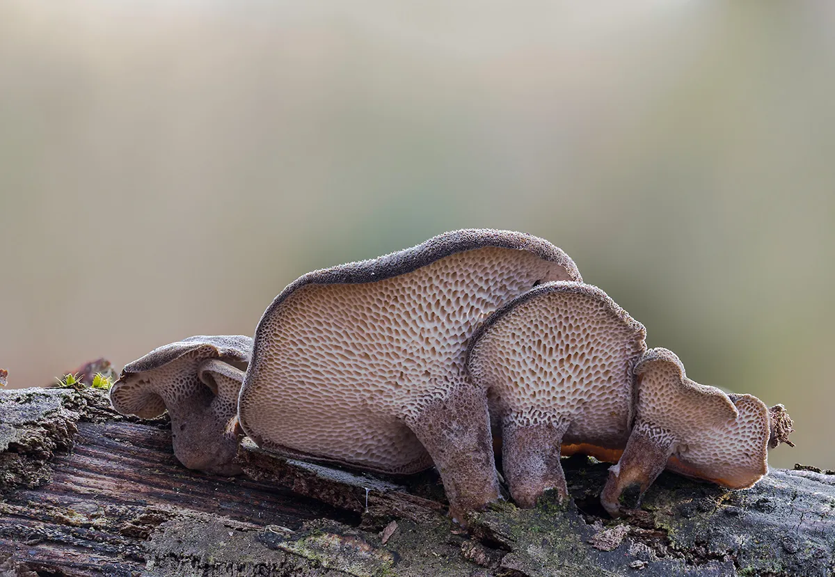 Winter Polypore 2019 16