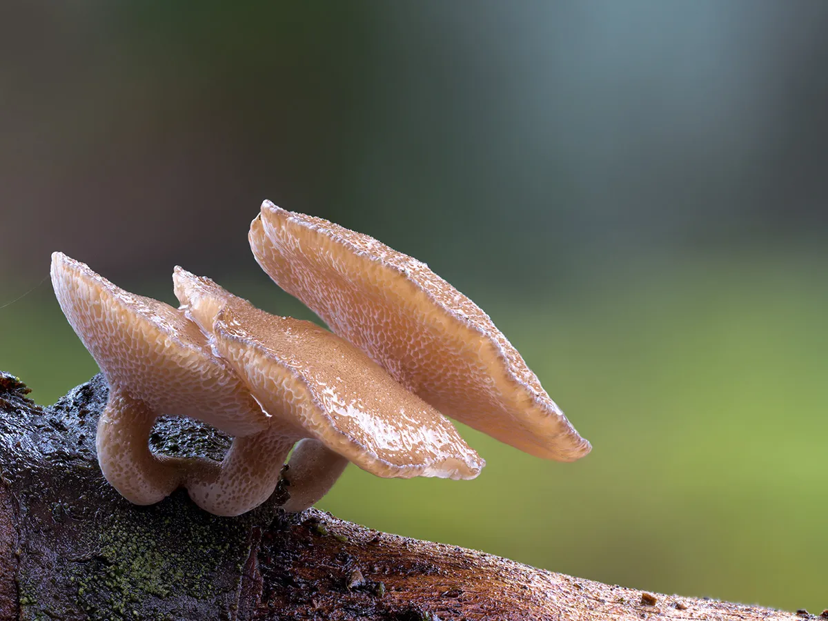 Winter Polypore 2019 18