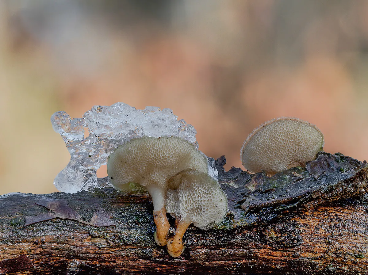 Winter Polypore 2019 2