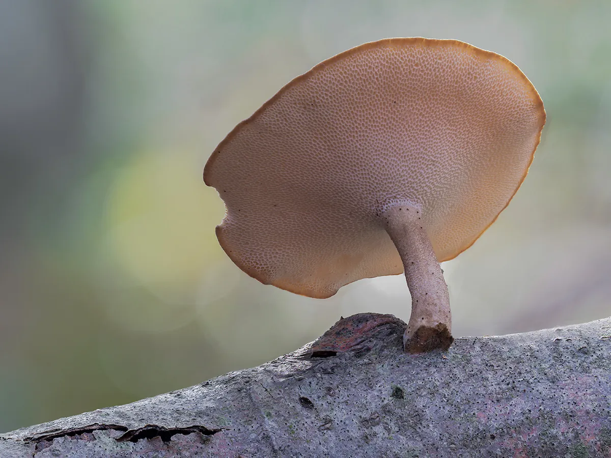 Winter Polypore 2019 3