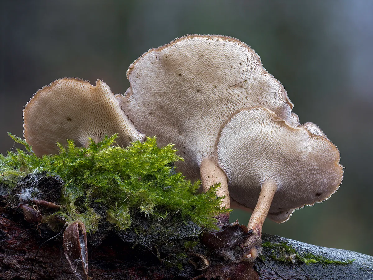 Winter Polypore 2019 4