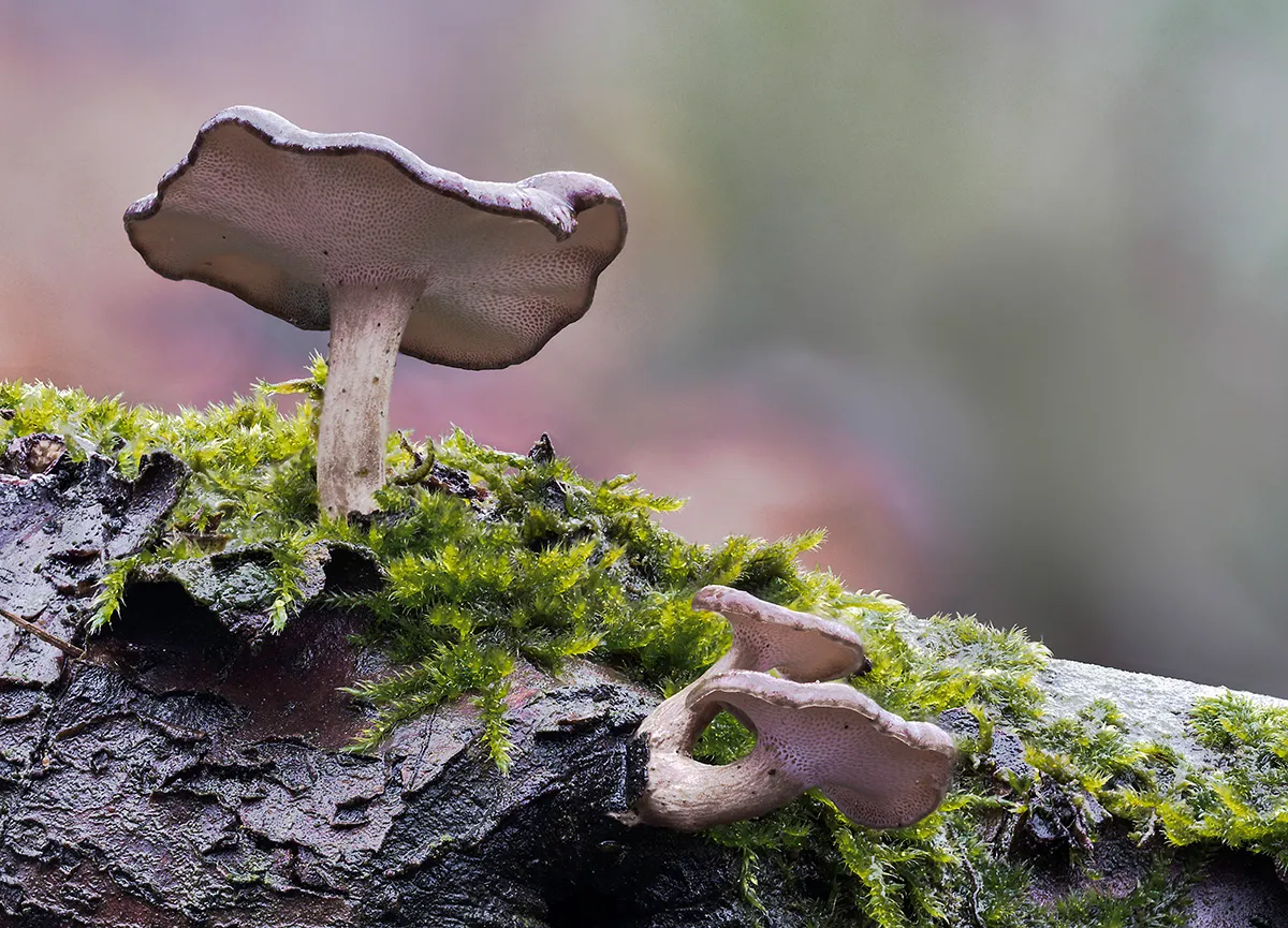 Winter Polypore 2019 5