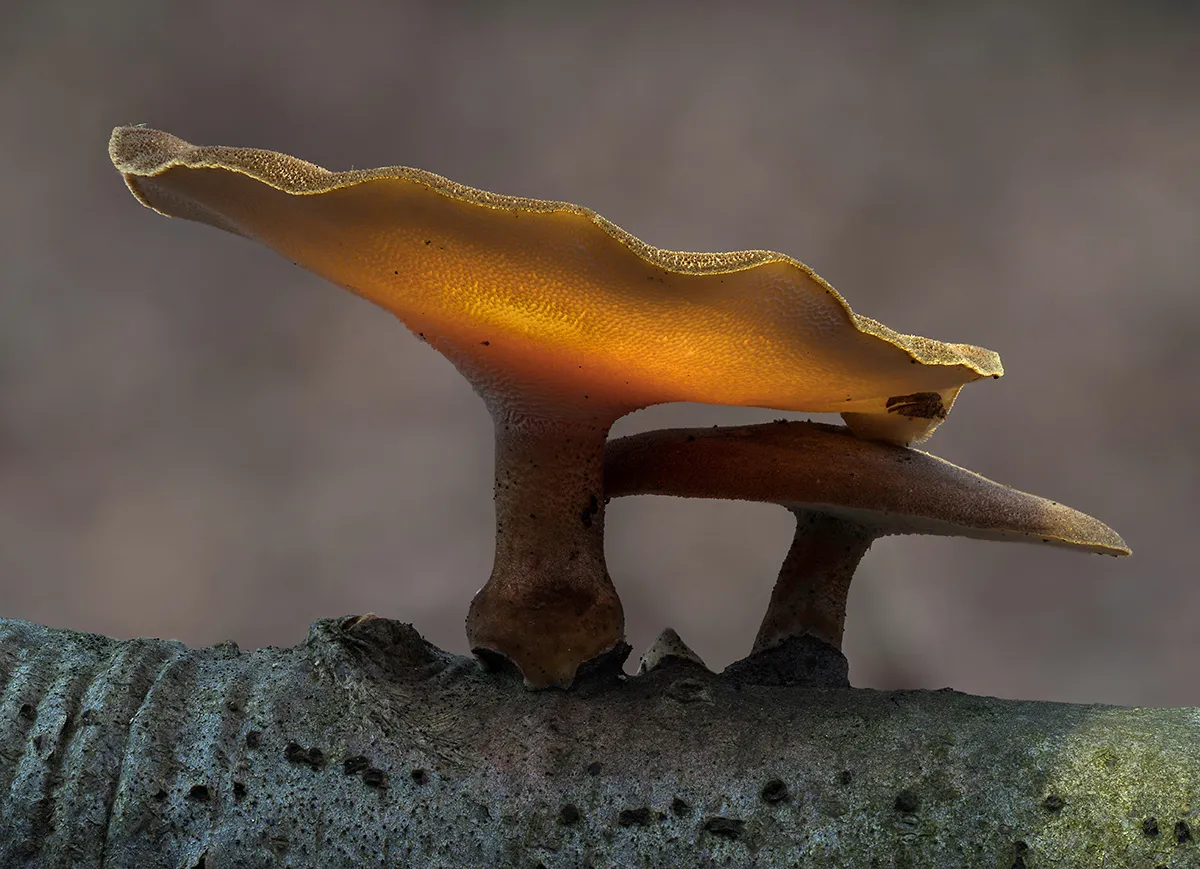 Winter Polypore 2019 6