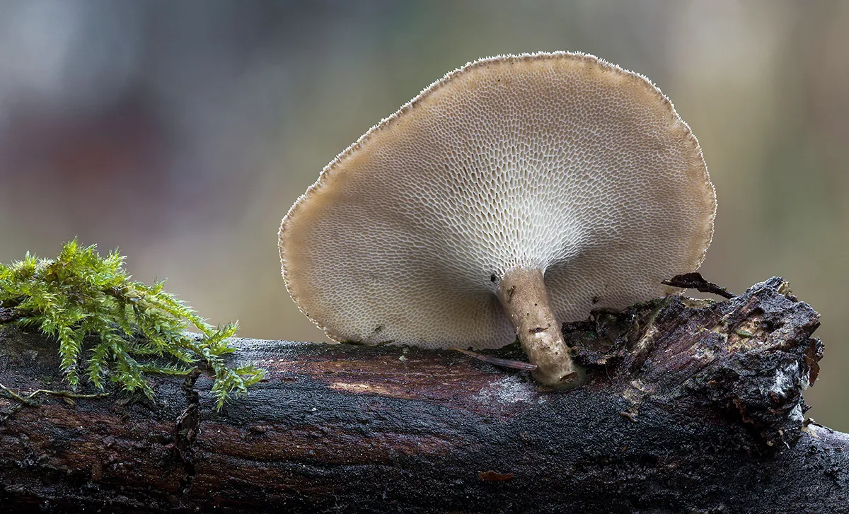 Winter Polypore 2019 7