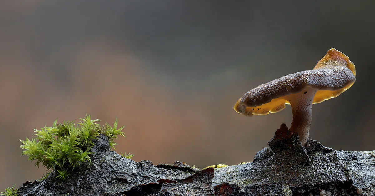 Winter Polypore 2019 8