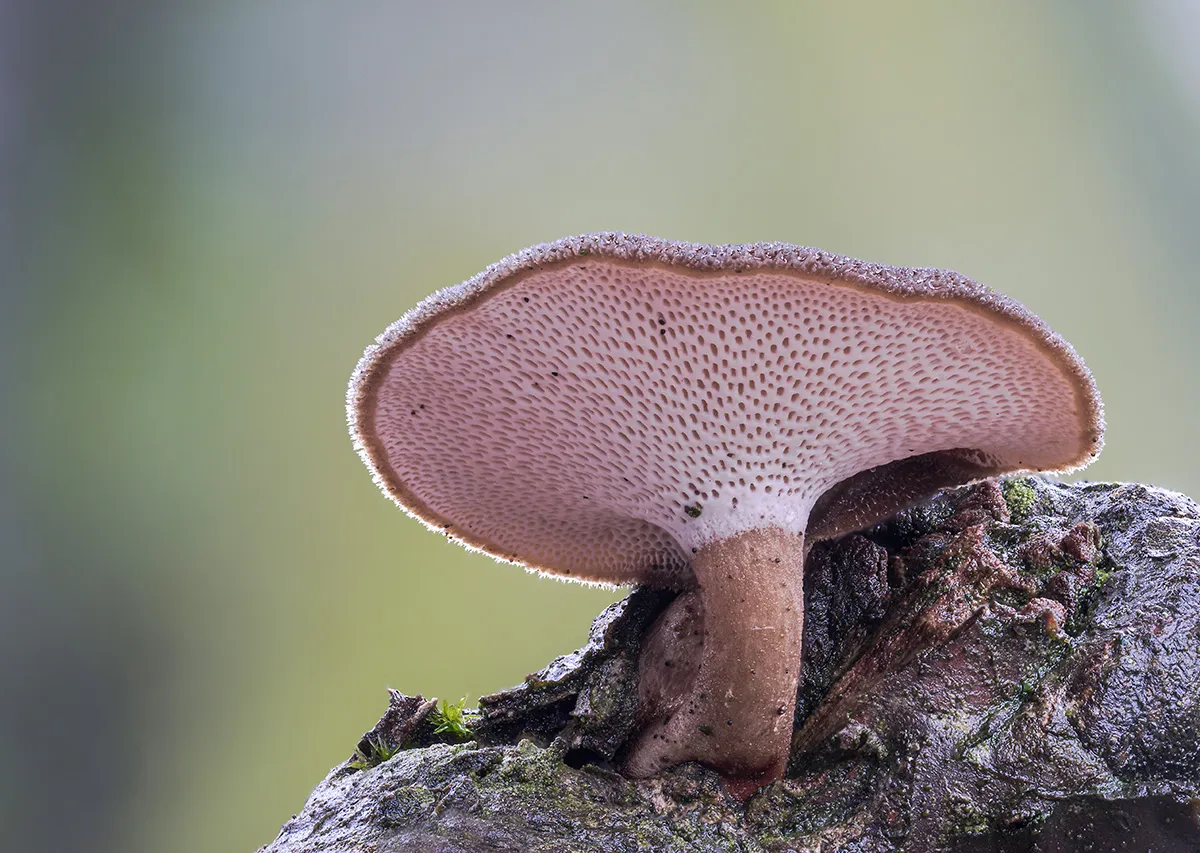 Winter Polypore 2019 9
